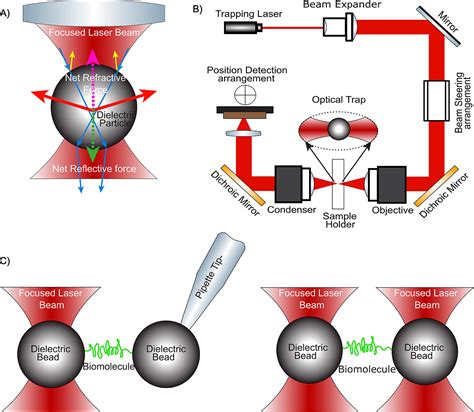 Optical Tweezers - an overview | ScienceDirect Topics - wintechmobiles.com
