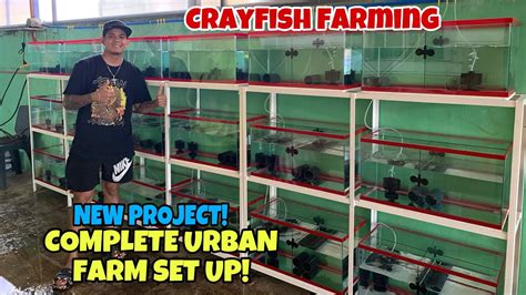 Optimal Crayfish Farming Setup for Beginners - muktibox.com