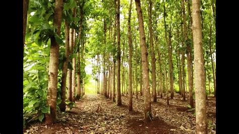 Optimal Teak Tree Spacing for a Successful Plantation - raincitystudios.com
