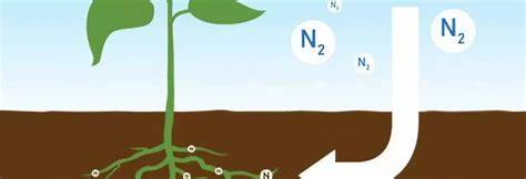 Optimising nitrogen by intercropping with legumes - raincitystudios.com