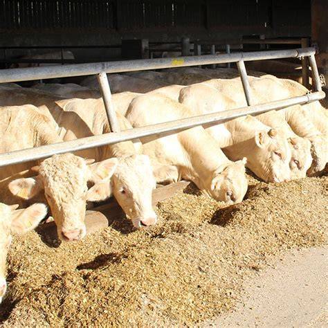 Optimising the Performance of Cattle Fattening | Feedia … - raincitystudios.com