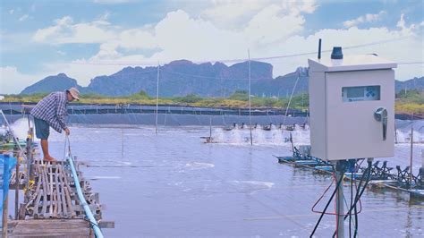 Optimizing Brackishwater Shrimp Farming with IoT-Enabled ... - Springer - coolestguyplanet.net