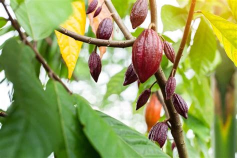 Optimizing Cocoa Orchard Management: A Month-by-Month Garden ... - raincitystudios.com