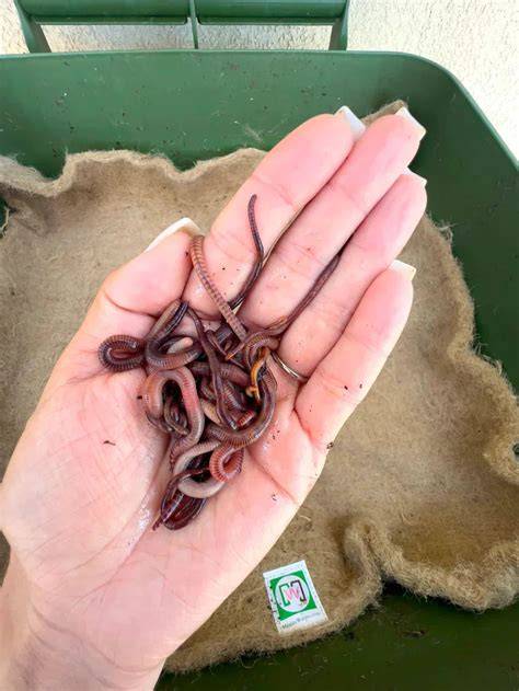 Optimizing Worm Bedding for Maximum … - raincitystudios.com