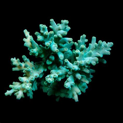 ORA Assorted Green Acropora AlgaeBarn