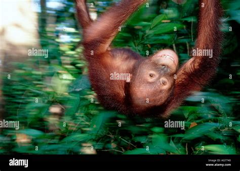 Orang utan - Wikipedia bahasa Indonesia, ensiklopedia … - muktibox.com