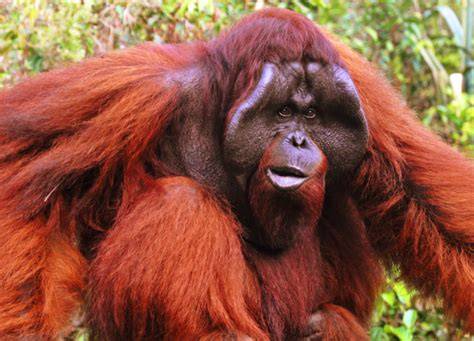 Orang Utan Nama Ilmiah - raincitystudios.com