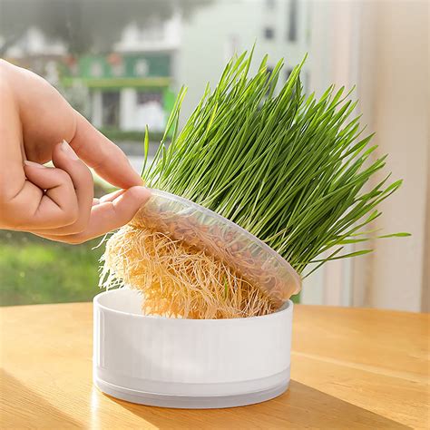 Orangide Hydroponic Grass Planter Soilless Growing Kit Microgreens ... - raincitystudios.com