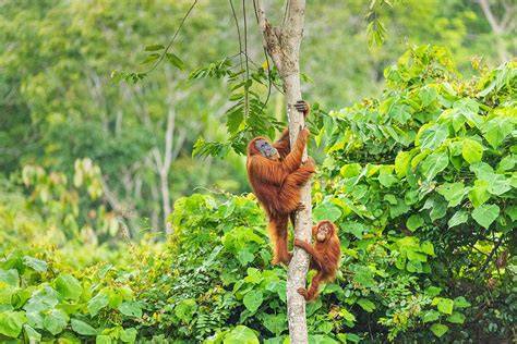 Orangutan And Wildlife Corridor Conservation | Voluntariado na ... - raincitystudios.com