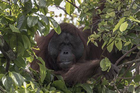 Orangutan Conservation: Threats, Challenges, and Hope - - raincitystudios.com