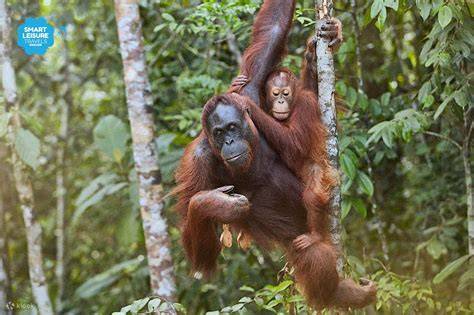 ORANGUTAN CONSERVATION IN SARAWAK, MALAYSIA - raincitystudios.com