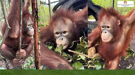 Orangutan Foundation - raincitystudios.com