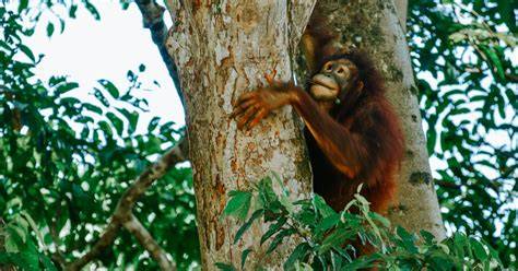 Orangutans: Threats, Facts, and FAQs - IFAW - raincitystudios.com