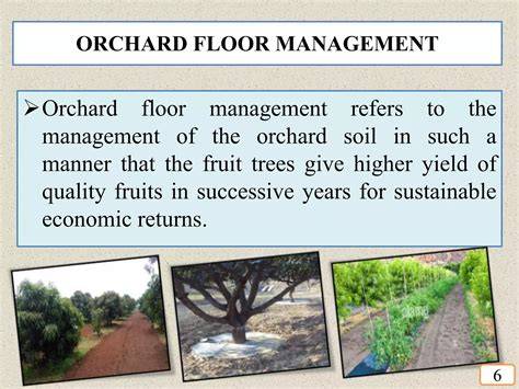 Orchard Management: Strategies for Yield and Quality - raincitystudios.com