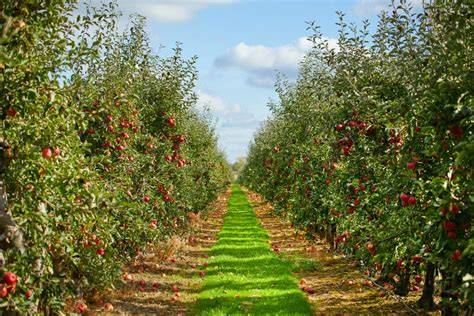 Orchards and Agriculture - Visit Julian - raincitystudios.com