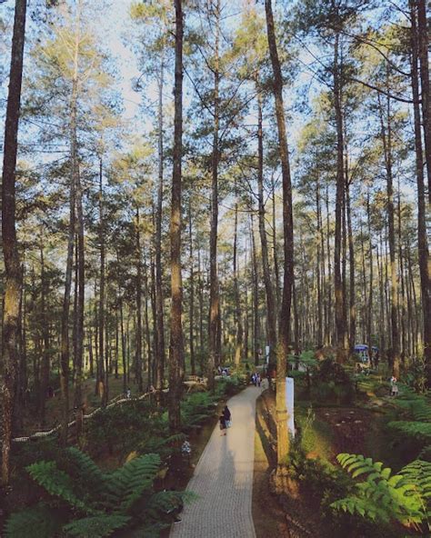 Orchid Forest Cikole, Hutan Pinus Instagramable … - raincitystudios.com