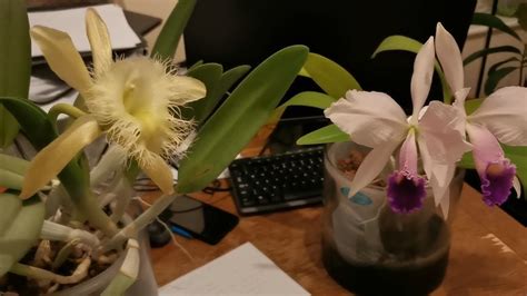 Orchid Hybridization - Smithsonian Gardens - muktibox.com