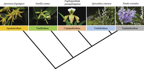 Orchid phylogenetics and evolution: history, current status and ... - muktibox.com