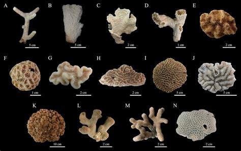 Ordo Scleractinia - muktibox.com