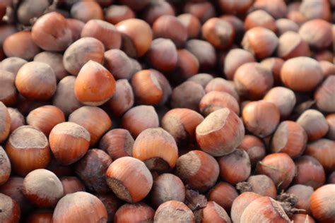 OREGON INSHELL STANDARDS - Oregon Hazelnut Industry