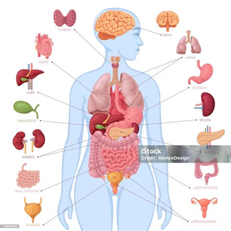 Organ (anatomi) - Wikipedia bahasa Indonesia, … - muktibox.com