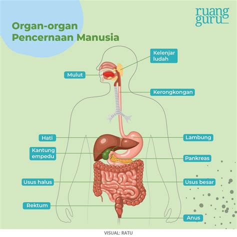 Organ Sistem Pencernaan Manusia - wintechmobiles.com
