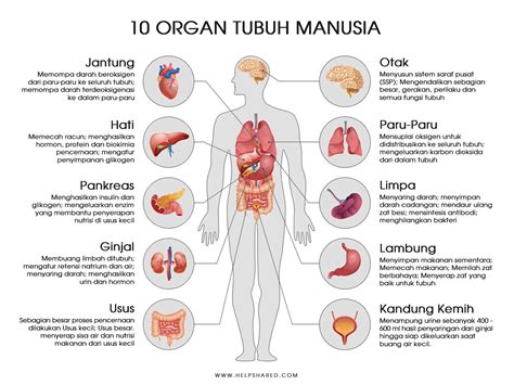 Organ Terberat Manusia - muktibox.com