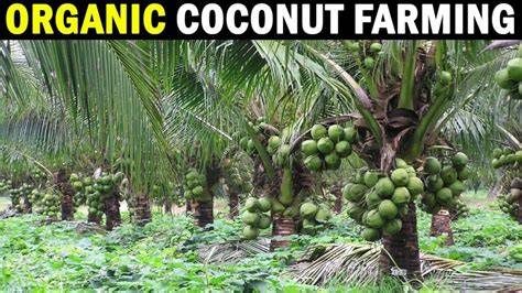 Organic Coconut Farming, Cultivation, And Production - raincitystudios.com