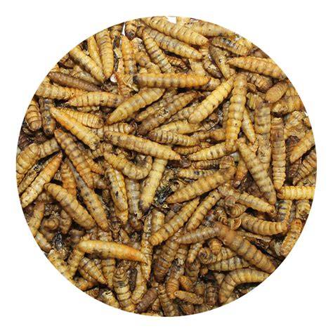 Organic Dried Black Soldier Fly Larvae - raincitystudios.com