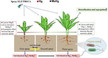 Organic foliar spraying: A method that synchronously reduces mercury ... - raincitystudios.com