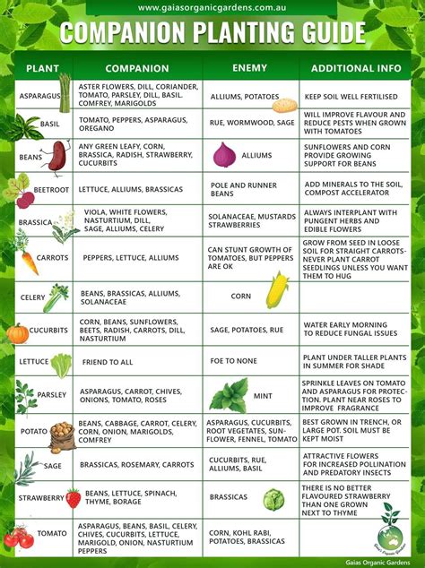 Organic Gardening Poster Companion Planting Chart for Vegetables … - raincitystudios.com