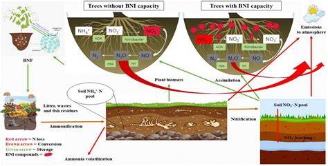 Organic matter and nutrient dynamics of the forest and forest floor in ... - raincitystudios.com