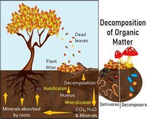 organic matter decomposition | PDF - SlideShare - wintechmobiles.com