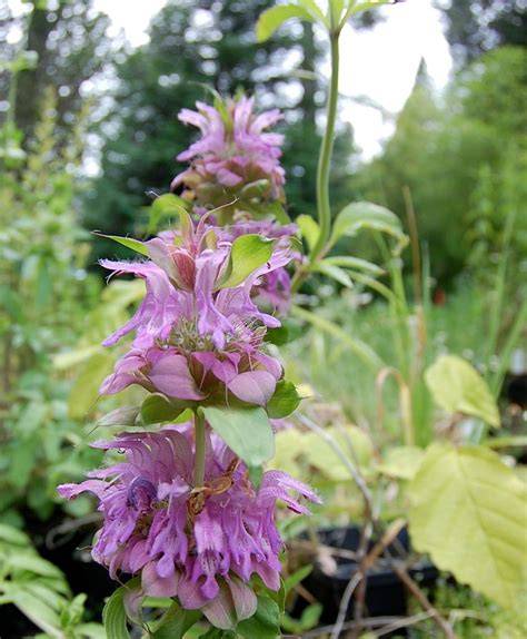 Organic Medicinal Live Plants for Sale - Crimson Sage - raincitystudios.com