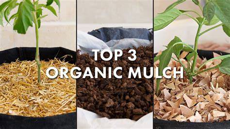Organic Mulch for a Vegetable Garden | Top 13 Mulches - raincitystudios.com