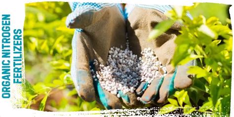 Organic Nitrogen Fertilizer, Organic Nitrogen Sources - raincitystudios.com