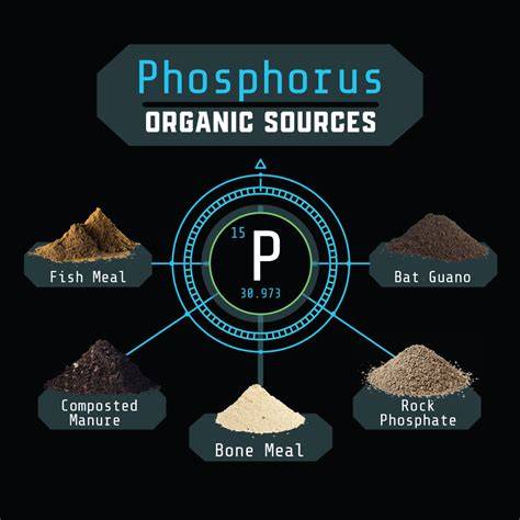Organic Sources of Phosphorus and Their Application … - raincitystudios.com
