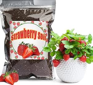 Organic Strawberry Soil Mix 2qt, Indoor Plants Potting Mix for All ... - raincitystudios.com