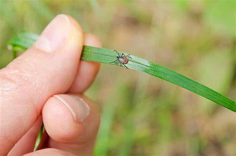 Organic Tick Treatment For Lawns (Updated March 25th) - raincitystudios.com