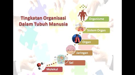 Organisasi Tubuh Manusia - Ringkasan & Penjelasan … - wintechmobiles.com