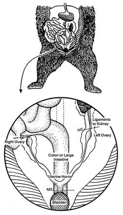 ORGANISM (System-Organs-Cells) - Giant Panda