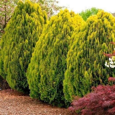 Oriental arborvitae | Platycladus orientalis | The Morton … - raincitystudios.com