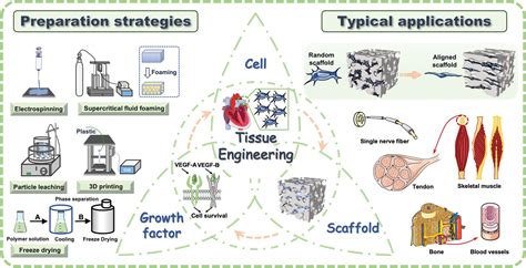 Oriented Porous Polymer Scaffolds in Tissue Engineering: A ... - wintechmobiles.com