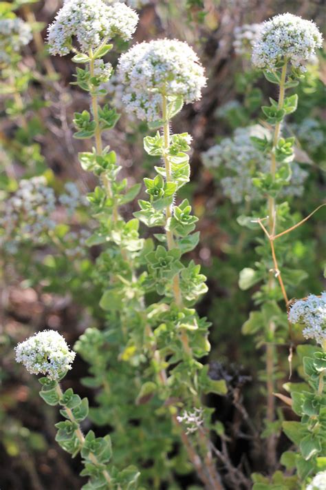 Origanum Onites - an overview | ScienceDirect Topics - wintechmobiles.com