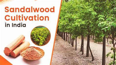 ORIGINAL RESEARCH ARTICLE SANDALWOOD CULTIVATION - raincitystudios.com