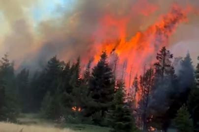 ORMAN YANGINLARINDA.