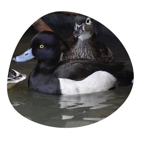 Ornamental Waterfowl royalty-free images - Shutterstock - raincitystudios.com