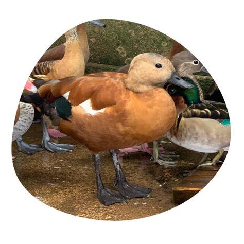 Ornamental Waterfowl Stock Photos, Images and … - raincitystudios.com
