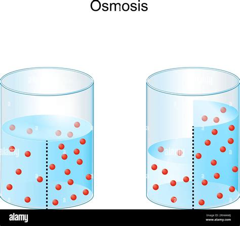 Osmosis | S1 | Terakreditasi | Universitas STEKOM Semarang - wintechmobiles.com