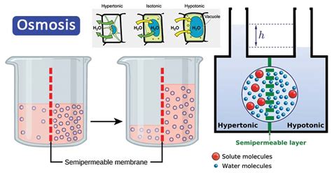 osmosis - Why does a high osmotic pressure pull water … - wintechmobiles.com